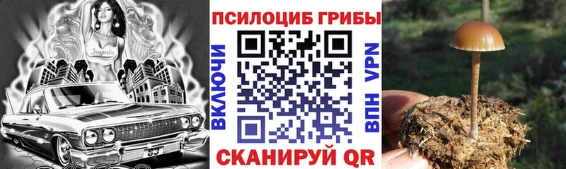 площадка формула цена наркотик Шуя Псилоцибиновые грибы Psilocybine cubensis
